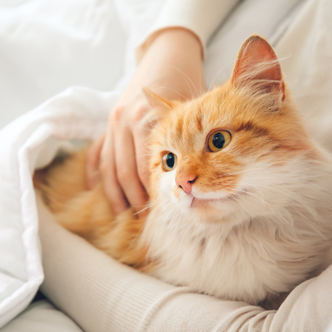 Cat ammonia and hotsell pregnancy